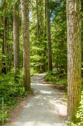 Fragment of Soleduck trail in Olympics park, Washington, USA