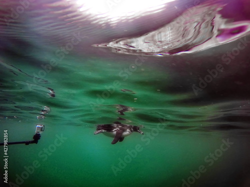 Sea urchins in rock holes in Tagus Cove, Isabela Island, Galapagos, Ecuador photo