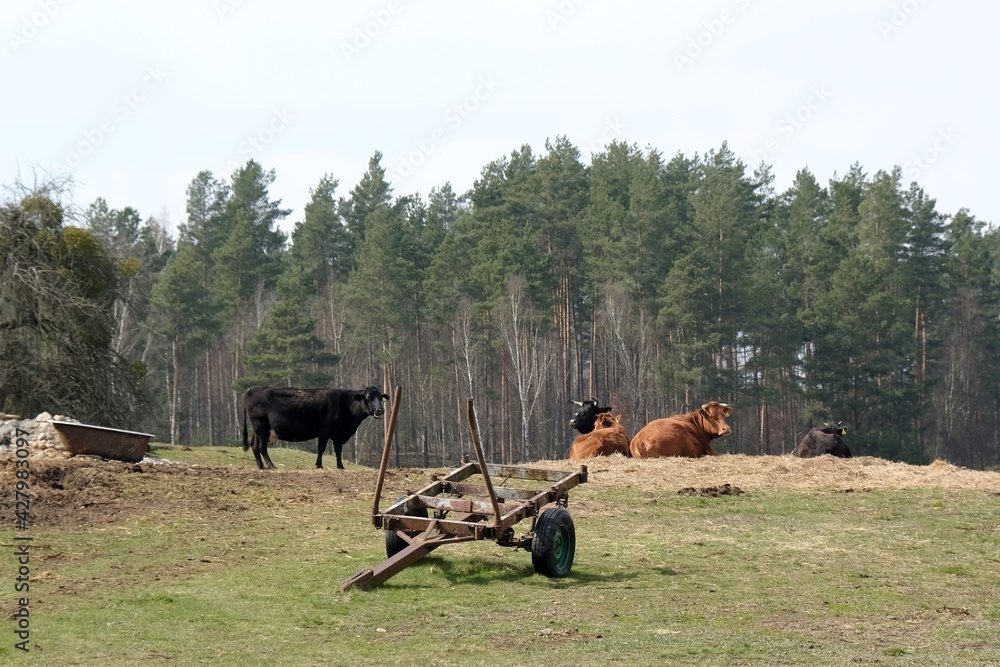 Obraz premium Rural landscape with cows and agricultural equipment on field near the forest in polish countryside, Kociewie, Poland