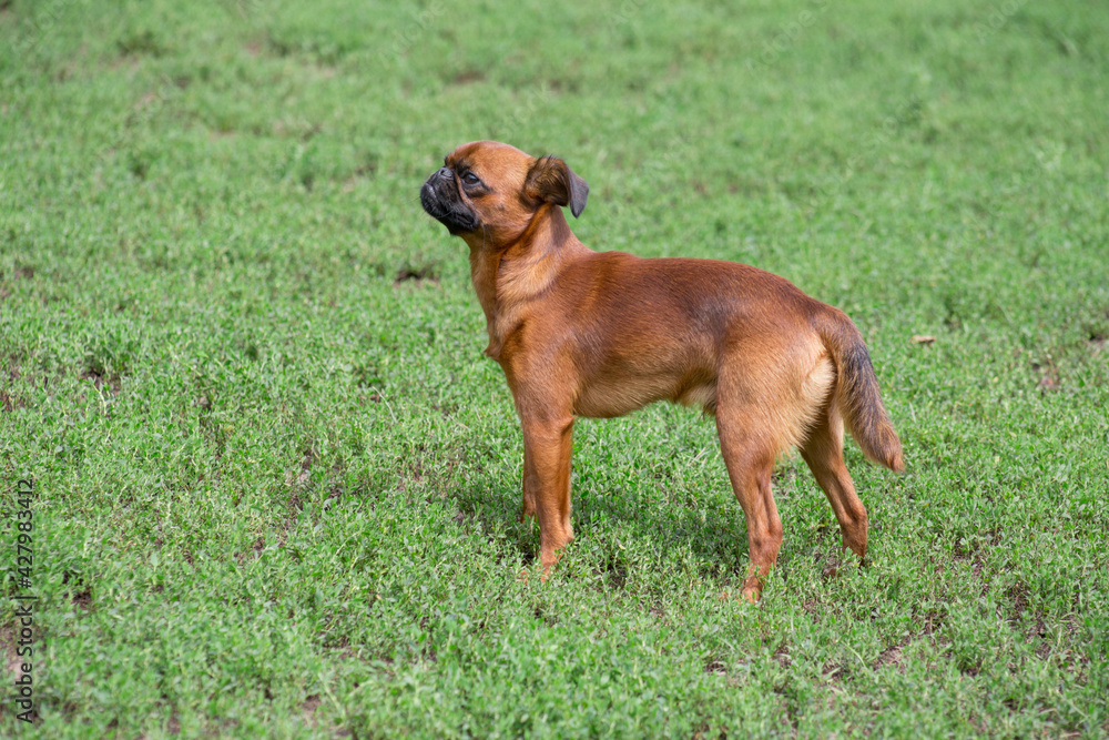 Cute petit brabancon puppy is standing on a green grass in the summer park. Pet animals. Cute petit brabancon puppy is standing on a green grass in the summer park. Pet animals.