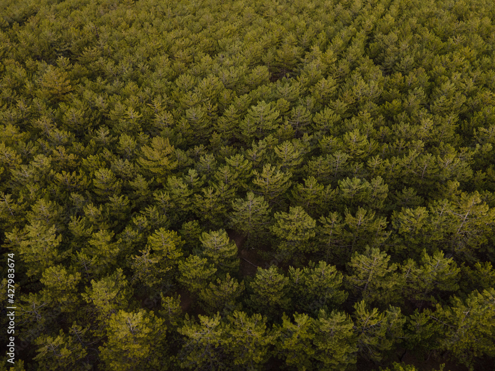 Obraz premium Drone shot of a forest close to sunset