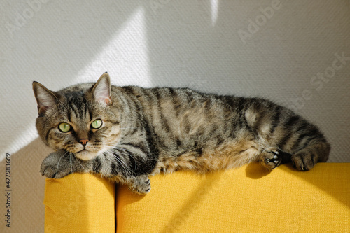 Tabby grey cat lies on back of soft yellow armchair