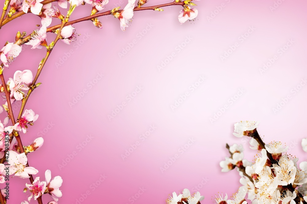 Fototapeta premium Cherry.