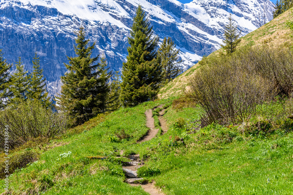 View of beautiful landscape in the Alps with fresh green meadows and snow-capped mountain tops in the background on a sunny day with blue sky and clouds in springtime. View of beautiful landscape in the Alps with fresh green meadows and snow-capped mountain tops in the background on a sunny day with blue sky and clouds in springtime.