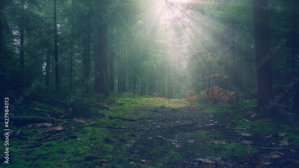 Magical foggy forest path with sun rays. A hollow walk. Magical foggy forest path with sun rays. A hollow walk.