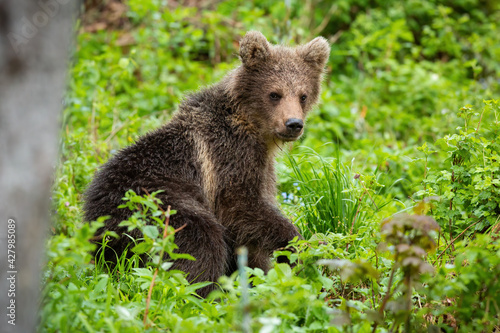 Brown bear cub resting in green forest in summer nature