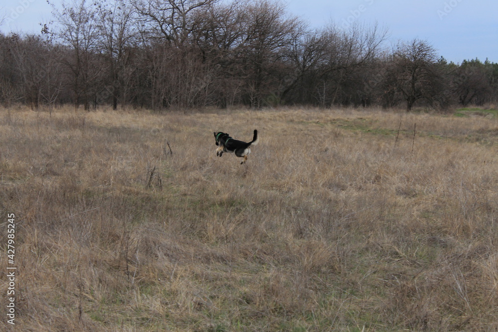 The dog is jumping in the meadow. High jump through the grass.
The dog is jumping in the meadow. High jump through the grass.