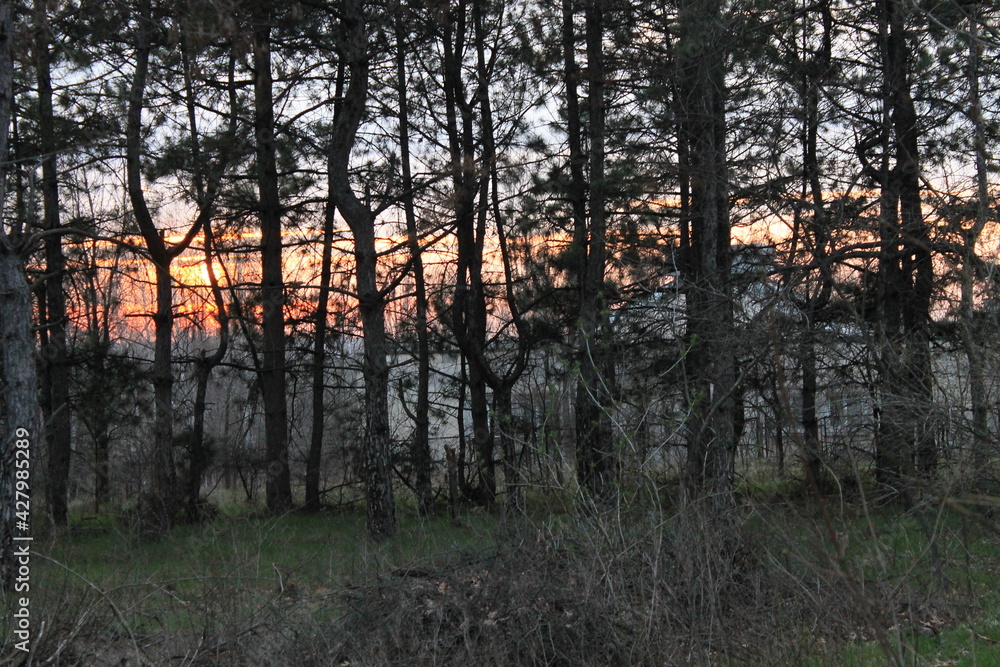 Beautiful sunset in the forest. View through the trees
Beautiful sunset in the forest. View through the trees