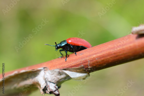 Broad-shouldered leaf beetle (Chrysomela populi)