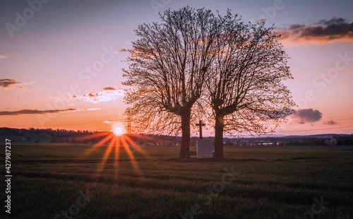 2 Kastanienbäume an einem Feldweg bei Sonnenuntergang photo