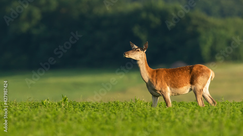 Valokuva Alert female of red deer eating clover on the field in summer