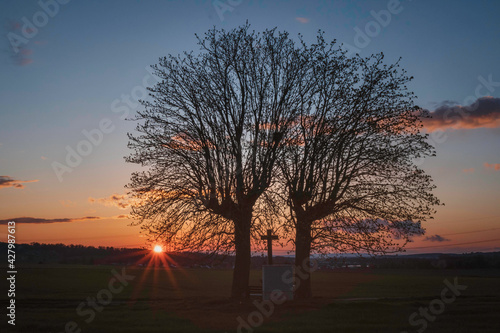 2 Kastanienbäume an einem Feldweg bei Sonnenuntergang photo