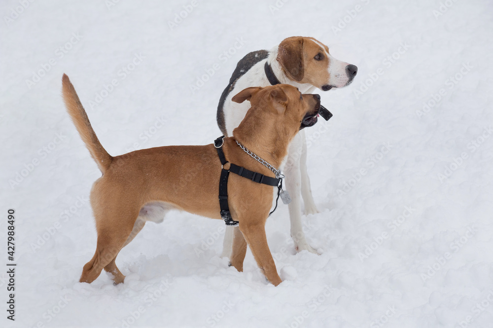 Cute american pit bull terrier puppy and russian hound are standing on a white snow in the winter park. Pet animals.