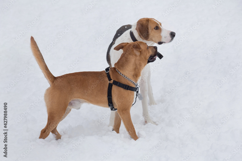 Cute american pit bull terrier puppy and russian hound are standing on a white snow in the winter park. Pet animals. Cute american pit bull terrier puppy and russian hound are standing on a white snow in the winter park. Pet animals.