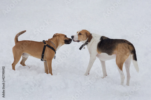 Russian hound and american pit bull terrier puppy are standing on a white snow in the winter park. Pet animals. © tikhomirovsergey