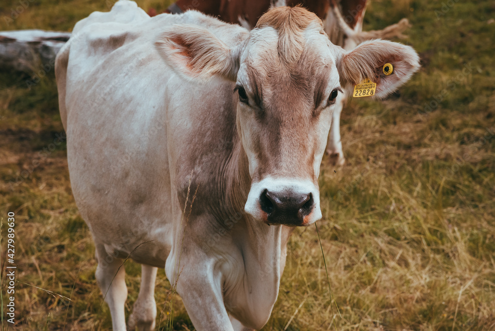 Brown cow standing on a beautiful meadow switzerland