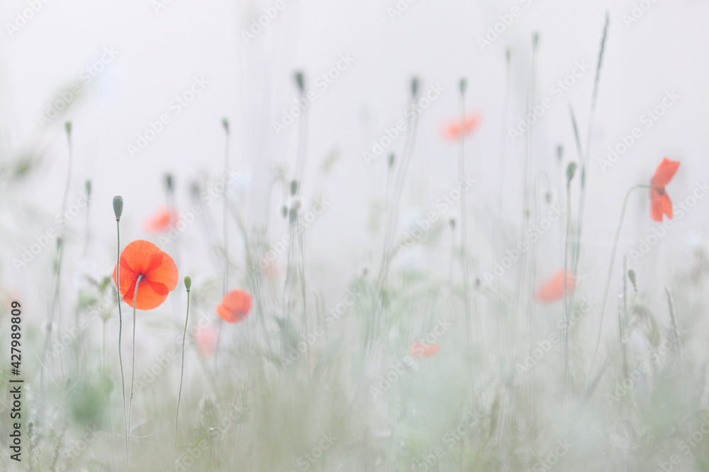 Foggy sunrise. Blooming poppies.