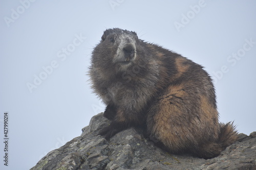 Olympic Marmot