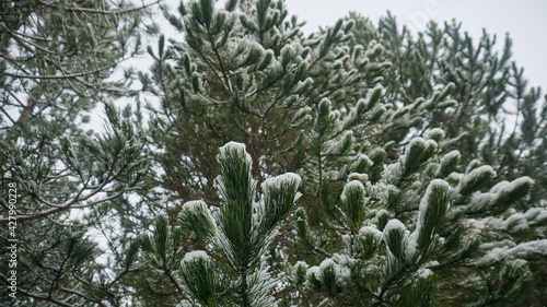 Snow on the tree branch snow © Bkrll