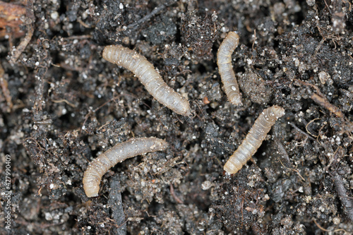 Larvae of fly from the family Bibionidae called March flies and lovebugs on soil. This insects live in soil and damaged plant roots.