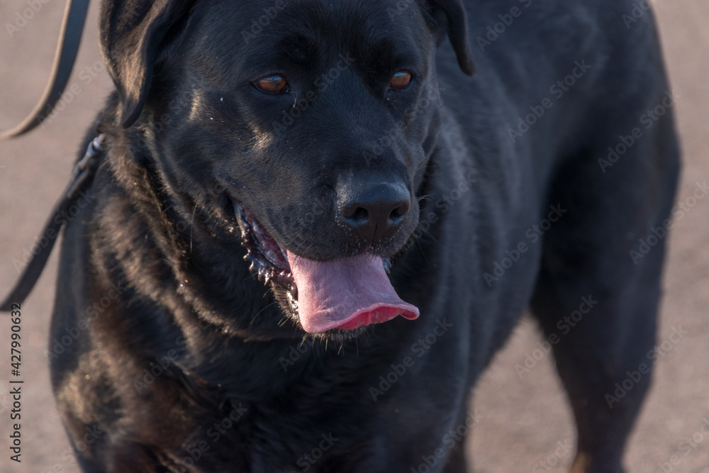 A black dog with a hanged tongue. Labrador.. A black dog with a hanged tongue. Labrador..