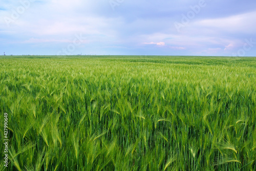 green wheat field