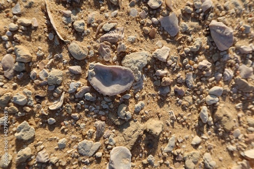 Ancient seashell fossils in the desert of Fayoum in Egypt