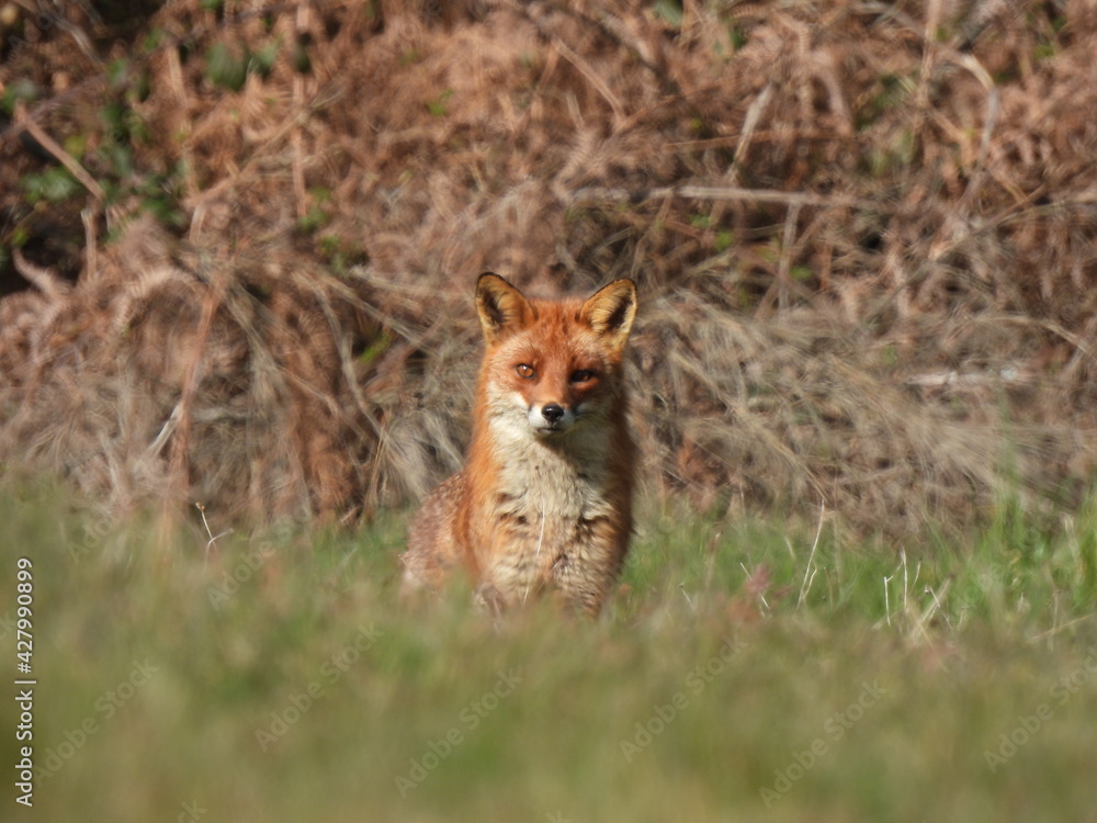 Fototapeta premium porter renard