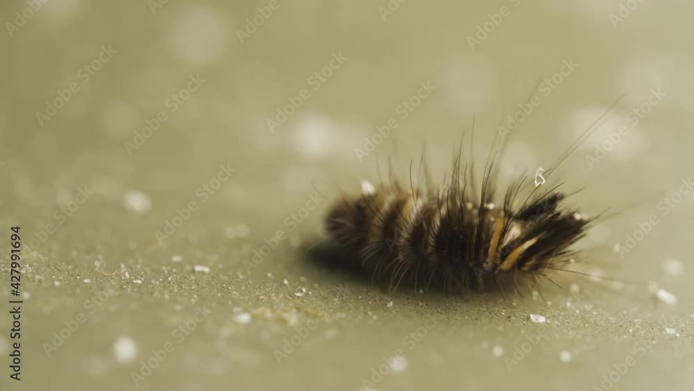 Carpet beetle larva crawling on a dirt floor. baby insect. Carpet beetle larva crawling on a dirt floor. baby insect.