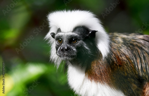 close up of a black and white lemur