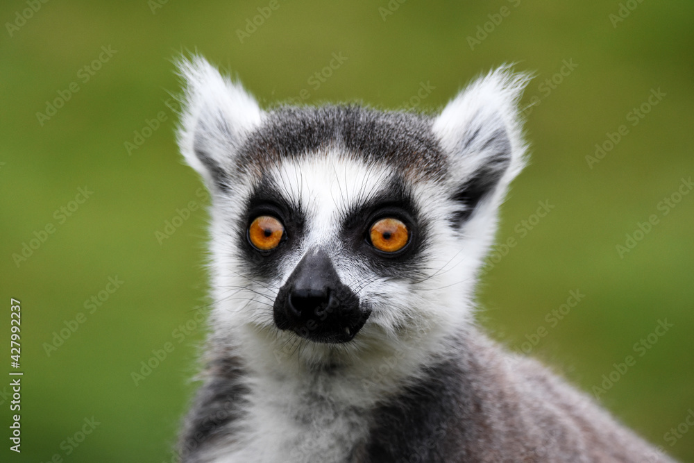 ring lemur funny expression ring lemur funny expression