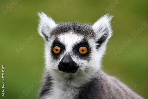 ring lemur funny expression
