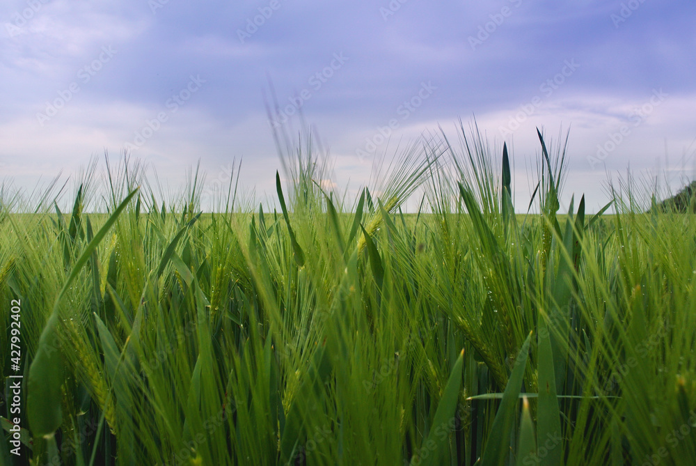 green wheat field