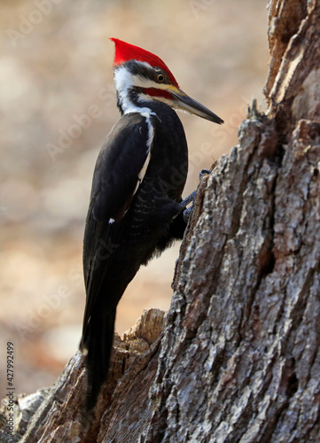 Pileated woodpecker portrait sitting on a tree trunk into the forest, Quebec, Canada