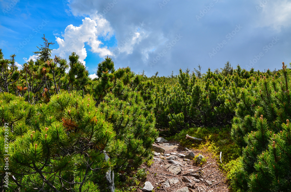 Carpathian mountains above the pine tree in foreground. Fresh pines with Gorgany ridge, Ukraine
