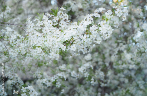 Крупный план красивых белых цветов на плодовом дереве на белом фоне