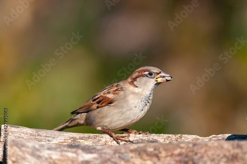 House Sparrow Passer domesticus in the wild © Tatiana