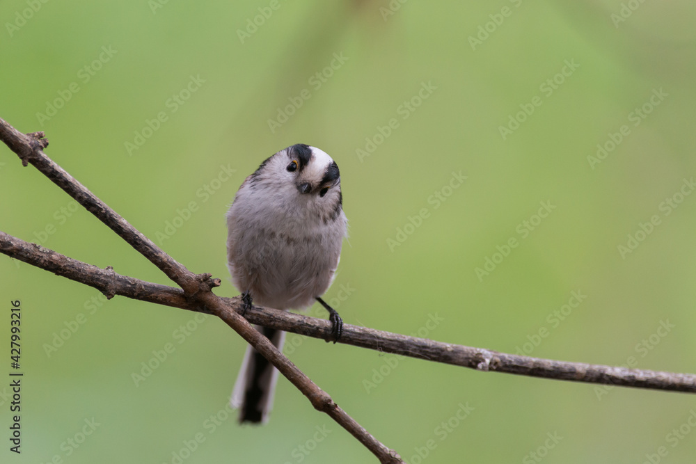 Obraz premium Long-Tailed Tit Aegithalos caudatus in the wild