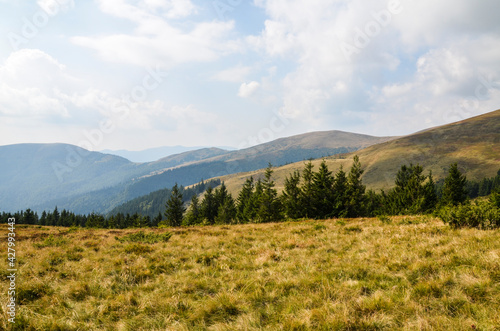 Grassy meadow on forested hillside of Carpathians. Lovely summer landscape in mountains. Location near Svydovets mountain ridge, Ukraine