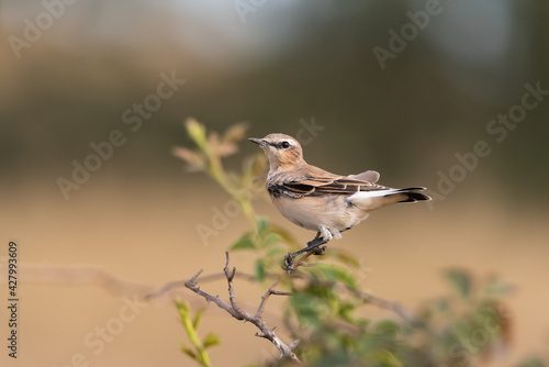 Northern Wheatear, Oenanthe oenanthe in the wild