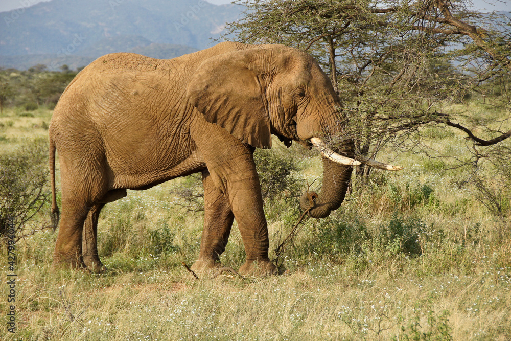 Bull elephant feeding on acacia tree, Samburu Game Reserve, Kenya