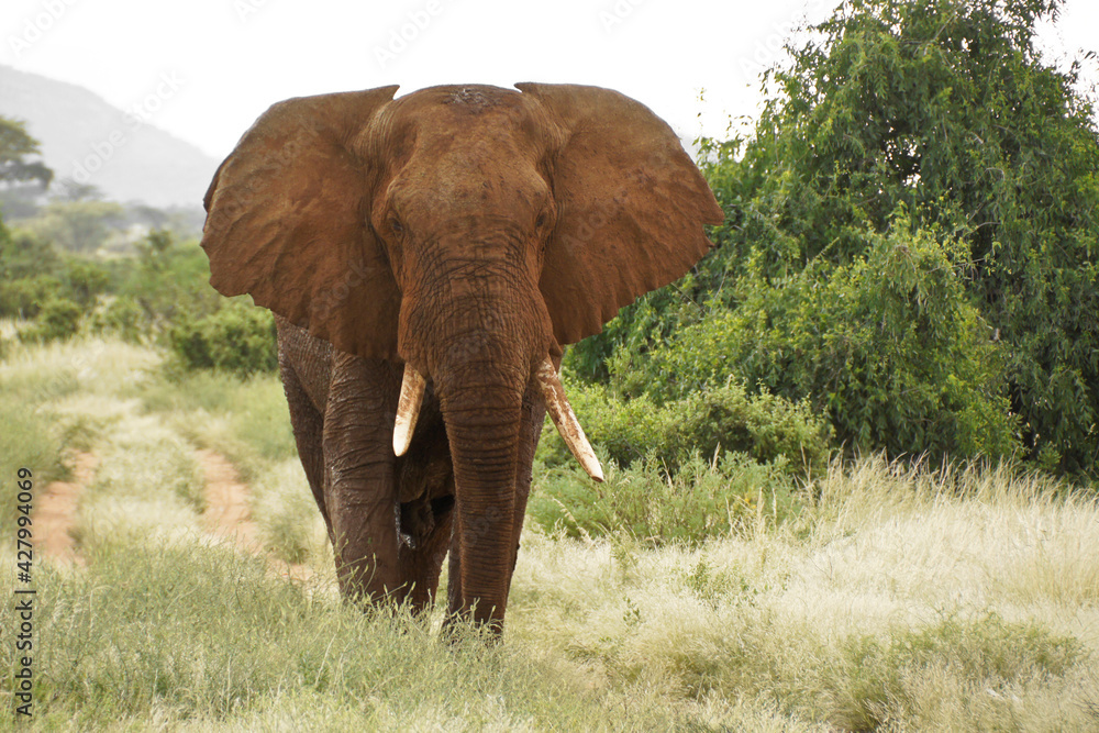 Bull elephant in Samburu Game Reserve, Kenya