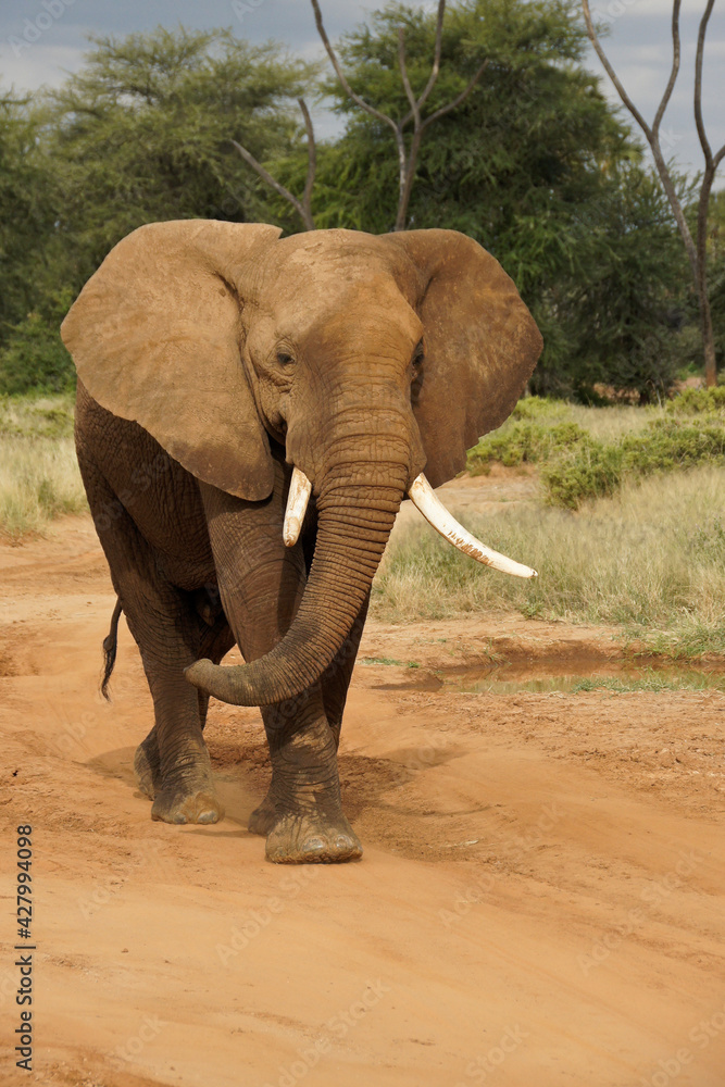 Fototapeta premium Bull elephant walking on dirt road in Samburu Game Reserve, Kenya