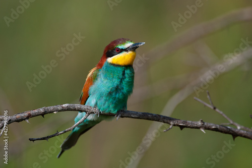 European bee eater Merops apiaster sits on a branch