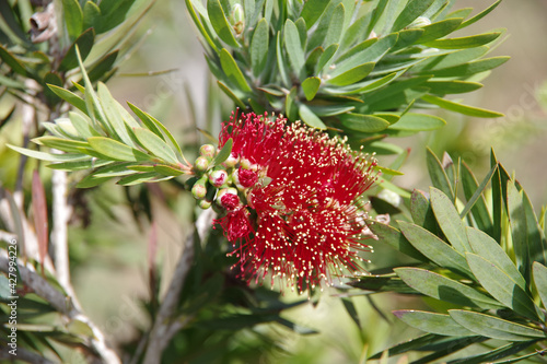 Red flower of a bottlebrush tree