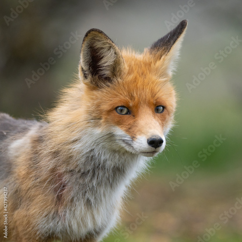 Red fox Vulpes vulpes in the wild