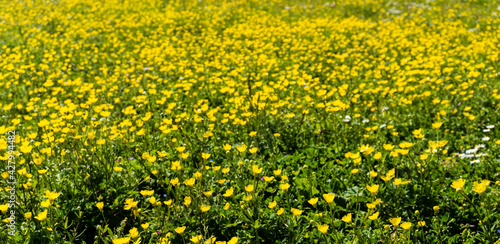 Distesa di fiori gialli sul campo in primavera. Panorama.