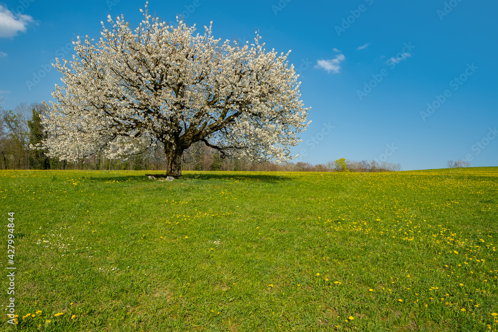 Blooming cherry tree in early spring on meadow on a background of blue sky. Bright spring day Blooming cherry tree in early spring on meadow on a background of blue sky. Bright spring day