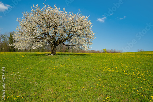 Blooming cherry tree in early spring on meadow on a background of blue sky. Bright spring day