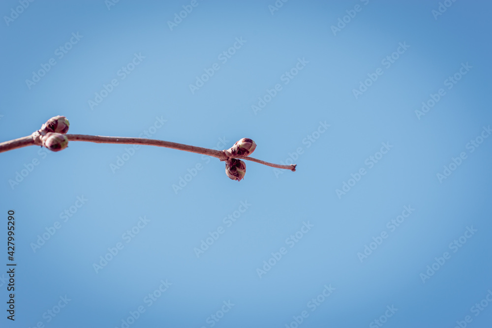 Swollen buds on tree branches in early spring. Swollen buds on tree branches in early spring.